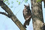 Great Horned Owl